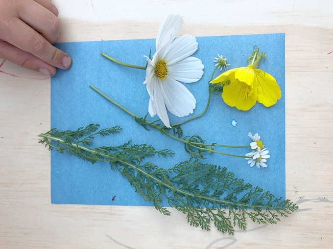 making sunprints with flowers
